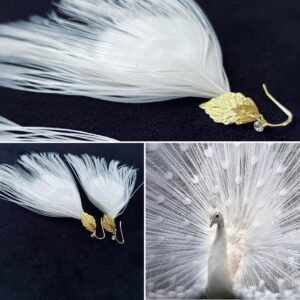 Kaunid, valge paabulinnu sulgedega kõrvarõngad