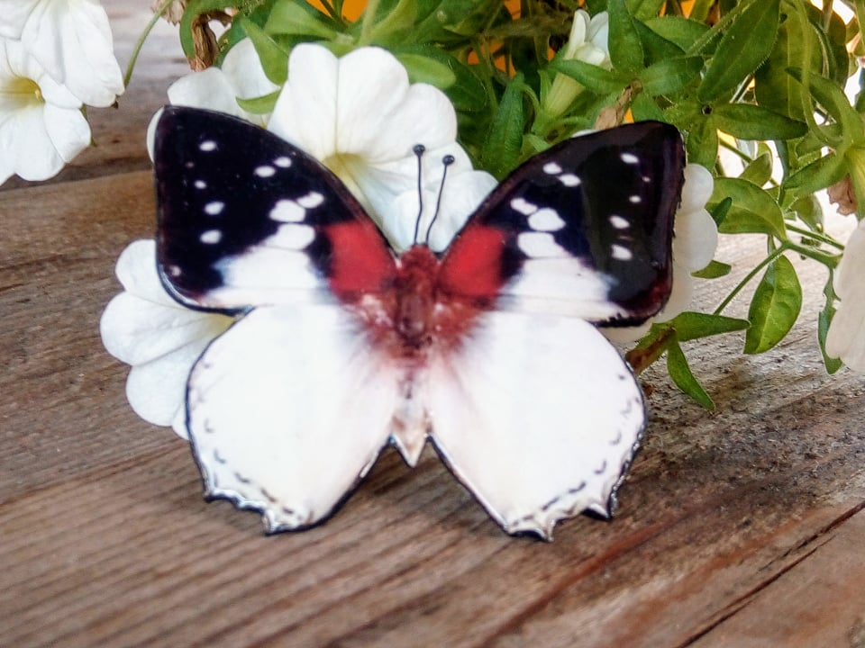 Must-valge liblikakujuline pross