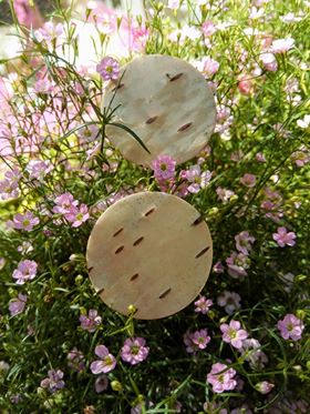 Kasetohust suured kõrvarõngad